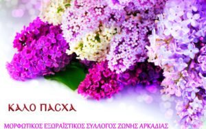 zoni (2)