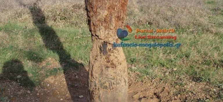 Οι αγριόχοιροι προκαλούν ζημιές στα δίκτυα της ΔΕΗ