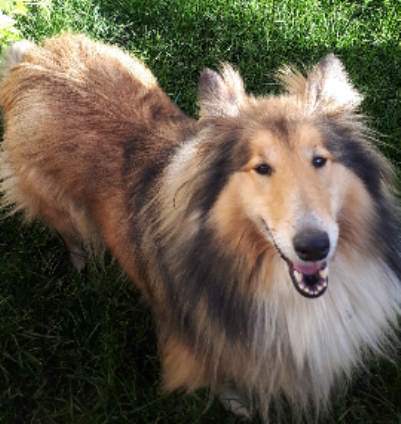 Χάθηκε σκυλάκι στην Μεγαλόπολη