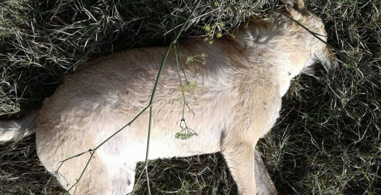Απαράδεκτη επίθεση του Φιλοζωικού Συλλόγου Τρίπολης εναντίον των εργαζομένων στην ΔΕΗ Μεγαλόπολης