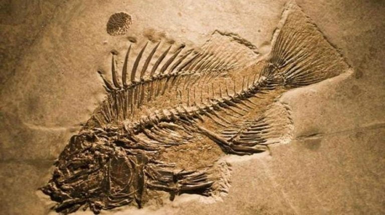 Εκπαιδευτικό Παλαιοντολογικό Πρόγραμμα στο Ίσιωμα Καρυών