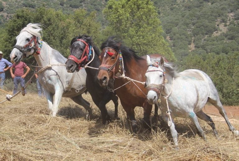 Παραδοσιακός θερισμός και αλώνισμα με άλογα στην Καρύταινα (video-pics)