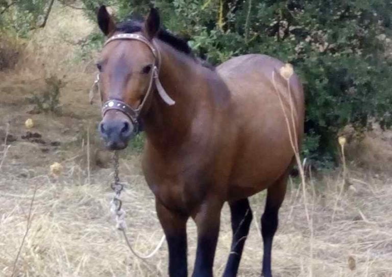 Αδέσποτο άλογο στην Μεγαλόπολη