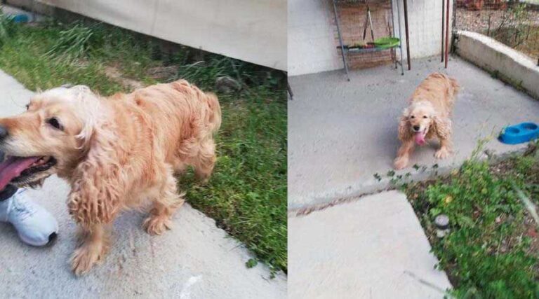 Βρέθηκε σκυλάκι στην Μεγαλόπολη