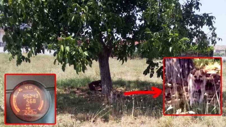 Καταγγελία αναγνώστη για δεμένο σκυλάκι