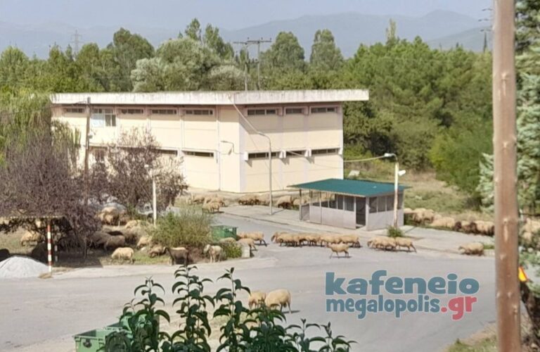 Στα Ορυχεία ΔΕΗ Μεγαλόπολης ξεκίνησαν με διαφορετικό τρόπο οι πρώτες κτηνοτροφικές δράσεις για την απολιγνιτοποίηση (photo)