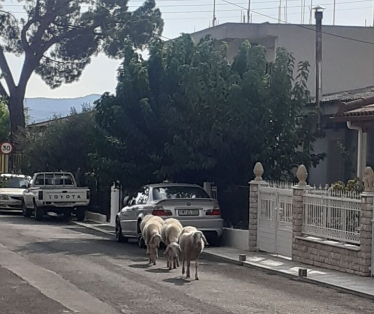 Ανεπιτήρητα πρόβατα στη Μεγαλόπολη