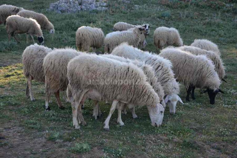 Απαγόρευση μετακίνησης αιγοπροβάτων από την 1η Νοεμβρίου στην περιφέρεια Πελοποννήσου