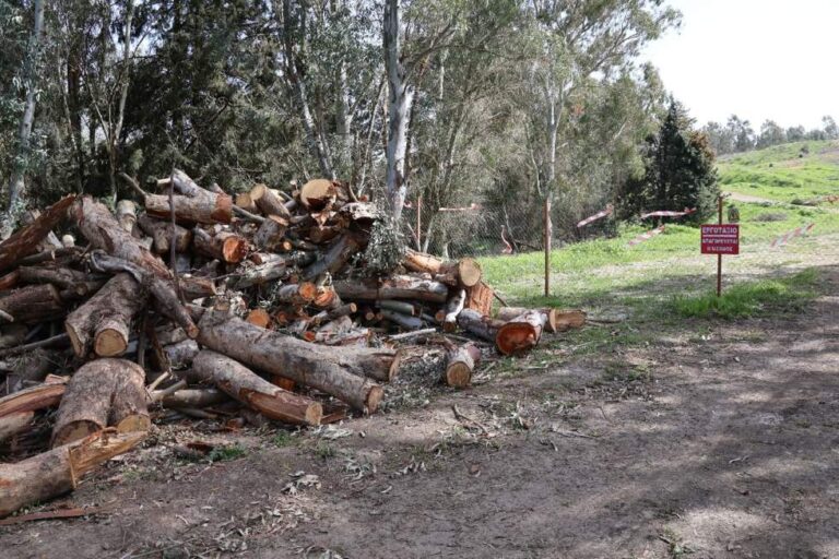 Ερώτηση για κοπή δένδρων στις αναδασωμένες εκτάσεις της ΔΕΗ Μεγαλόπολης