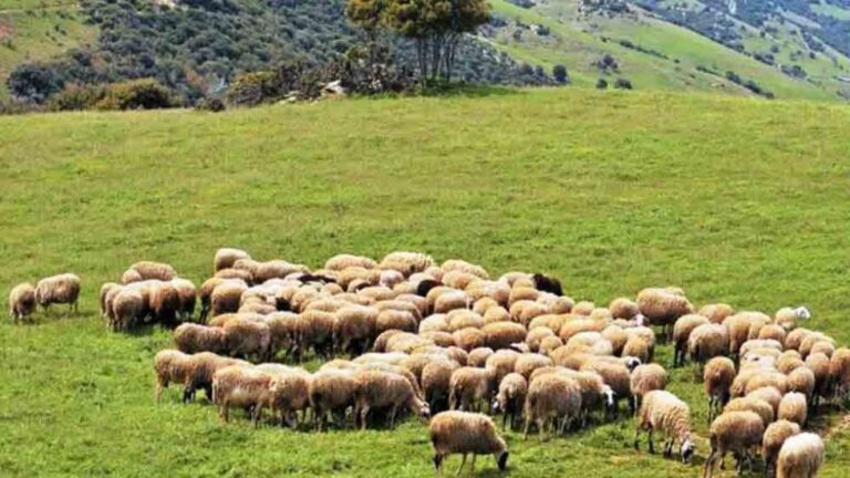 Ενημέρωση σχετικά με την ευλογιά των αιγοπροβάτων την Τρίτη 14 Οκτωβρίου στη Μεγαλόπολη