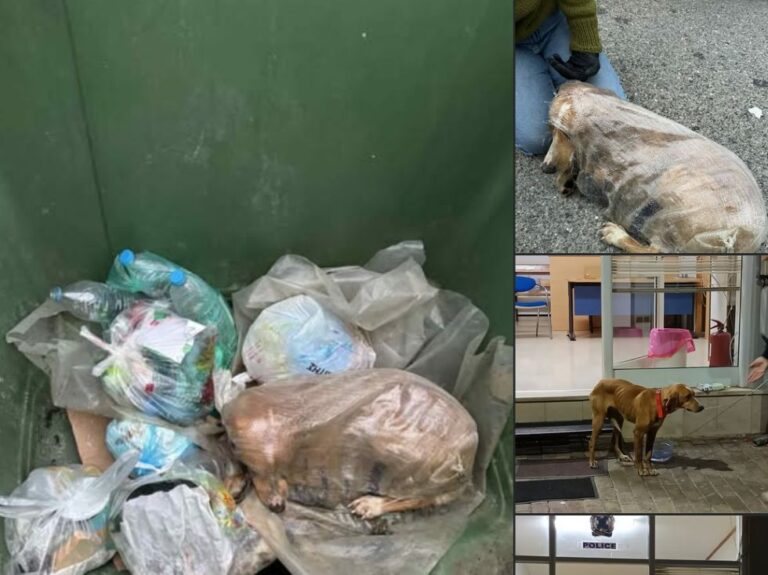 Μεγαλόπολη: Σκυλίτσα εντοπίστηκε μέσα σε τσουβάλι, σε κάδο απορριμμάτων