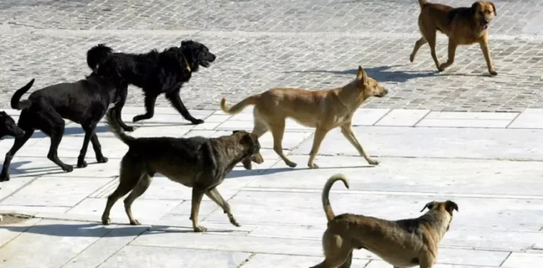 Διαμαρτυρία για αδέσποτα σκυλιά στο Ρούτσι Μεγαλόπολης