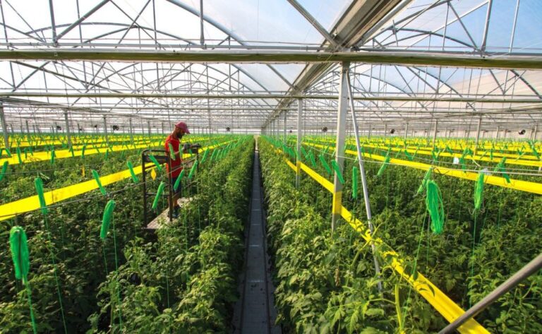 Κόμβος θερμοκηπίων στη Μεγαλόπολη με τη συμβολή της Τρ. Πειραιώς και επικεφαλής καθηγήτρια του Γεωπ. Πανεπιστημίου