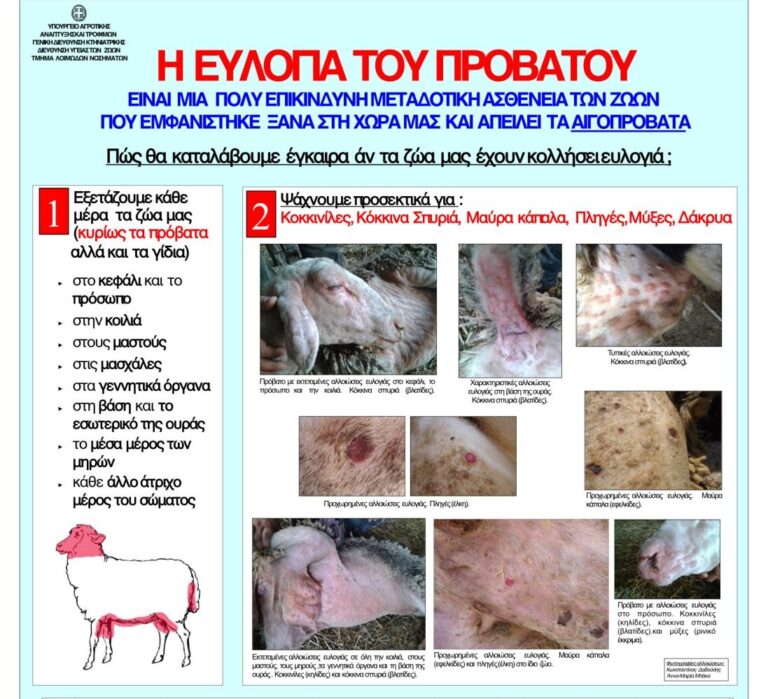 Ανακοίνωση για το κρούσμα ευλογιάς προβάτων σε εκμετάλλευση της Π.Ε. Αρκαδίας